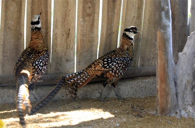tỷ phú nông dân, làm giàu,