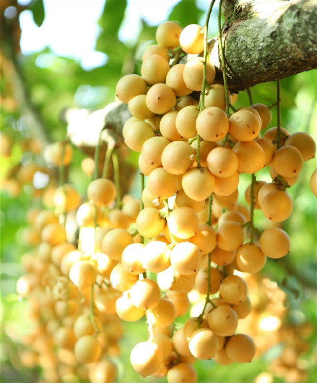 Mê mẩn những đặc sản ngon không cưỡng nổi ở Bình Dương-8