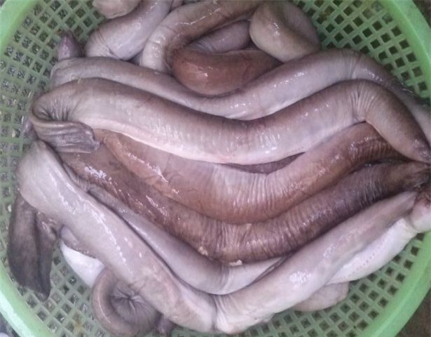 hải sản, món ăn lạ