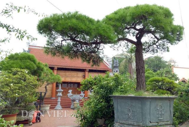 cây cổ thụ, cây cảnh tiền tỷ, cây cảnh