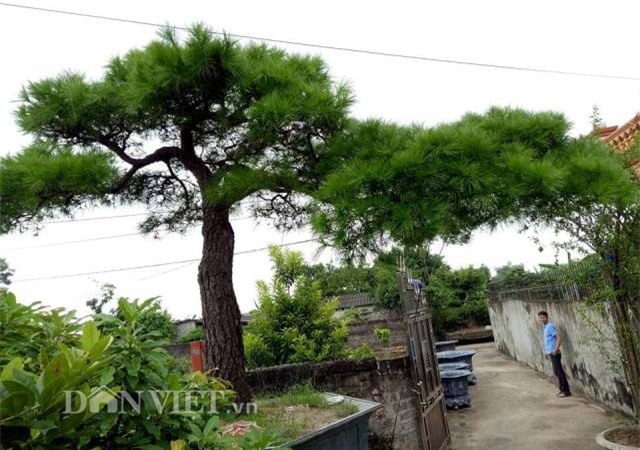 cây cổ thụ, cây cảnh tiền tỷ, cây cảnh