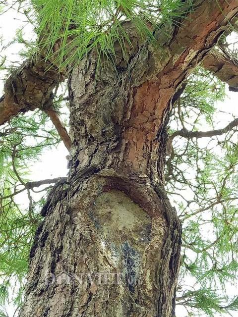 cây cổ thụ, cây cảnh tiền tỷ, cây cảnh