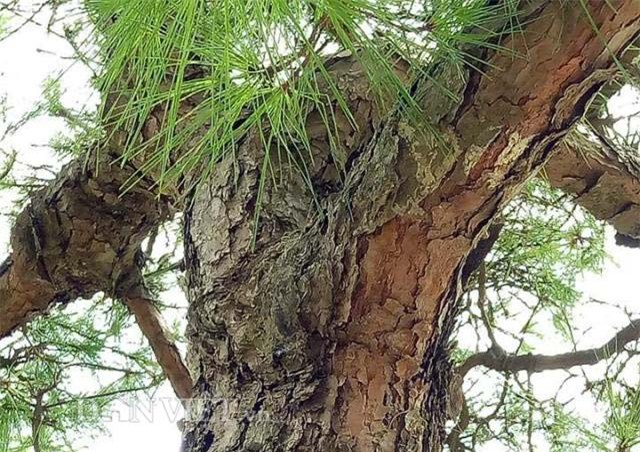 cây cổ thụ, cây cảnh tiền tỷ, cây cảnh