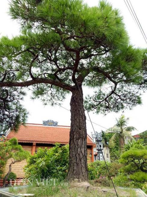 cây cổ thụ, cây cảnh tiền tỷ, cây cảnh