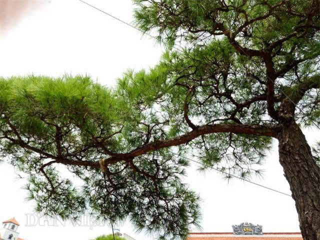 cây cổ thụ, cây cảnh tiền tỷ, cây cảnh