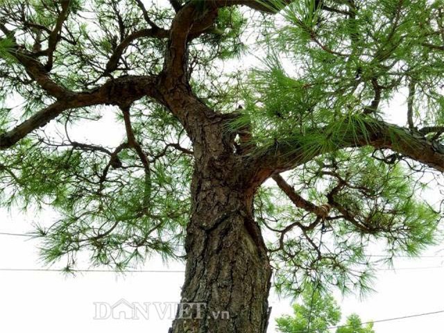 cây cổ thụ, cây cảnh tiền tỷ, cây cảnh