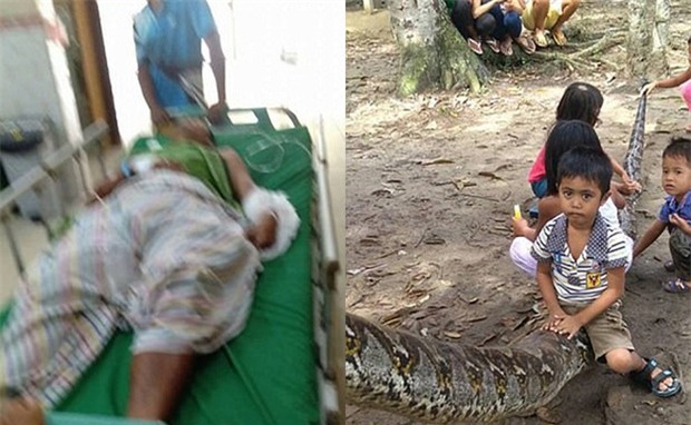 Bị trăn khổng lồ dài 7m cản đường, người đàn ông xông vào tử chiến và bất ngờ giành chiến thắng - Ảnh 3.