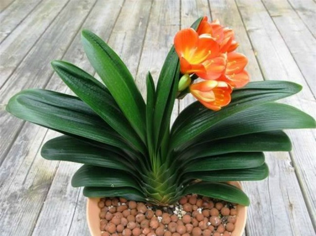 trong ngay cay lan quan tu de tranh xui xeo hoan nan, don quy nhan phu tro - 1