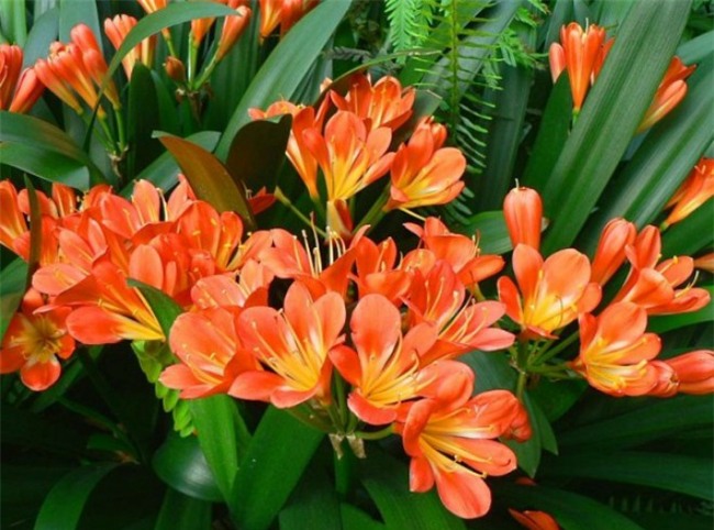 trong ngay cay lan quan tu de tranh xui xeo hoan nan, don quy nhan phu tro - 3