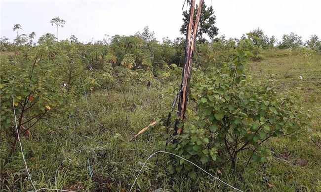 sét đánh, tử vong, Nghệ An, thiên tai