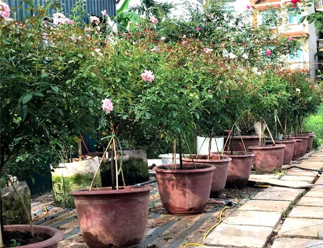 vườn hồng cổ, hoa hồng, vườn hồng đẹp, vườn hồng, tree rose