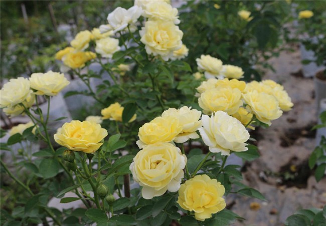 vườn hồng cổ, hoa hồng, vườn hồng đẹp, vườn hồng, tree rose