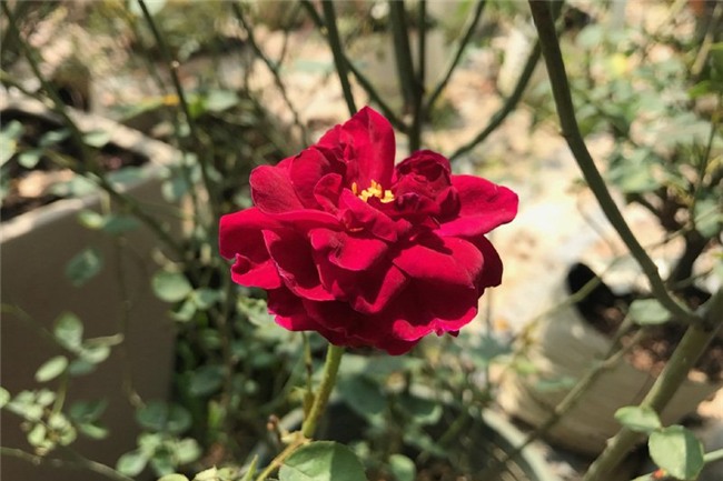 vườn hồng cổ, hoa hồng, vườn hồng đẹp, vườn hồng, tree rose