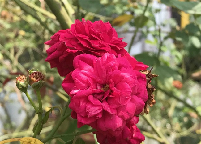 vườn hồng cổ, hoa hồng, vườn hồng đẹp, vườn hồng, tree rose