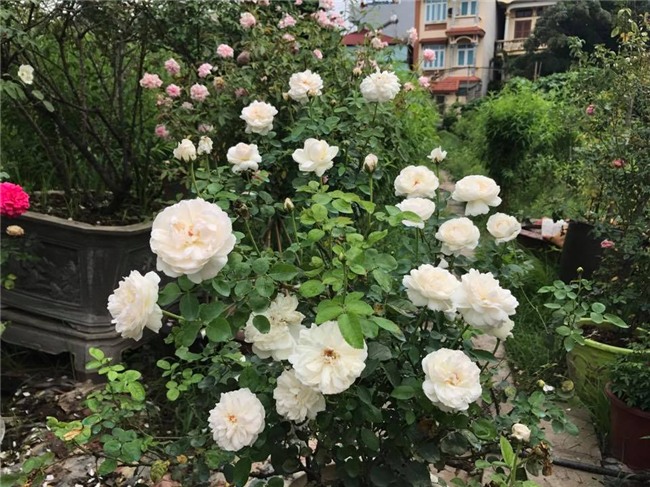 vườn hồng cổ, hoa hồng, vườn hồng đẹp, vườn hồng, tree rose