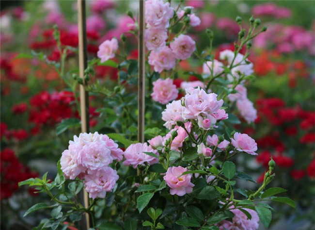 vườn hồng cổ, hoa hồng, vườn hồng đẹp, vườn hồng, tree rose