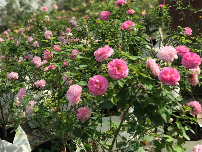 vườn hồng cổ, hoa hồng, vườn hồng đẹp, vườn hồng, tree rose