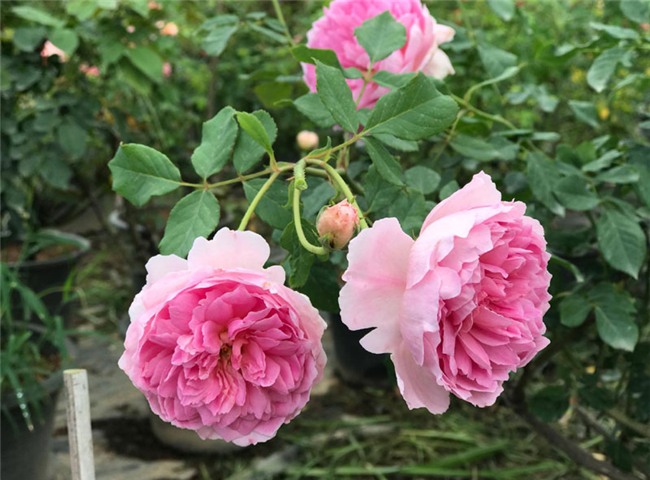 vườn hồng cổ, hoa hồng, vườn hồng đẹp, vườn hồng, tree rose