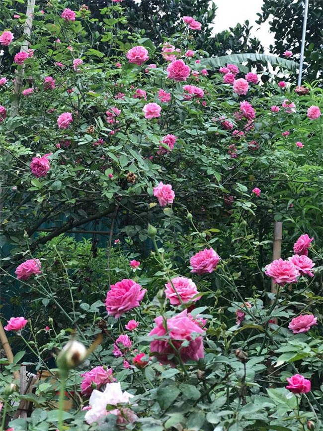 vườn hồng cổ, hoa hồng, vườn hồng đẹp, vườn hồng, tree rose