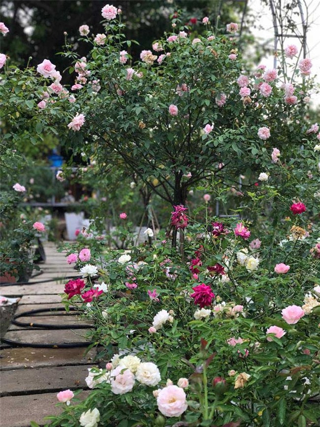 vườn hồng cổ, hoa hồng, vườn hồng đẹp, vườn hồng, tree rose