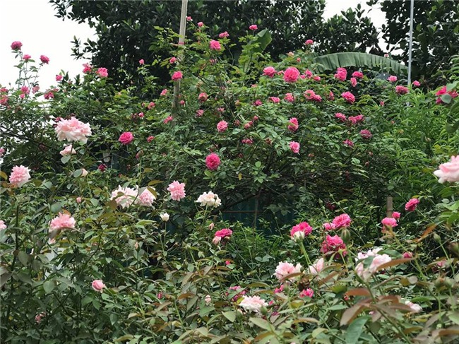 vườn hồng cổ, hoa hồng, vườn hồng đẹp, vườn hồng, tree rose