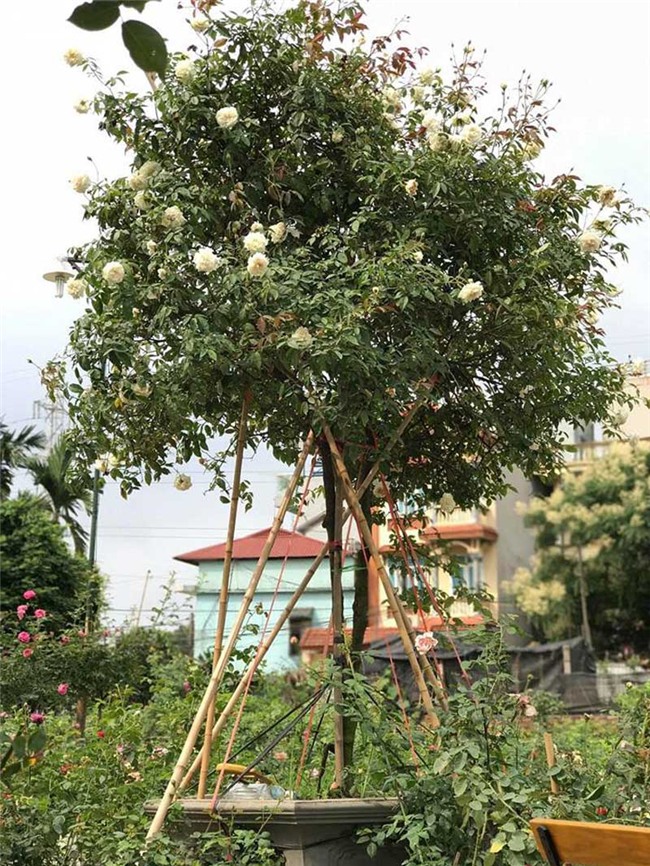 vườn hồng cổ, hoa hồng, vườn hồng đẹp, vườn hồng, tree rose