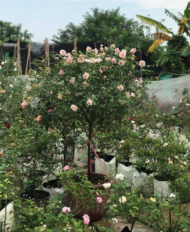 vườn hồng cổ, hoa hồng, vườn hồng đẹp, vườn hồng, tree rose