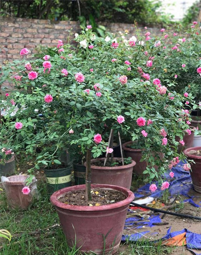 vườn hồng cổ, hoa hồng, vườn hồng đẹp, vườn hồng, tree rose