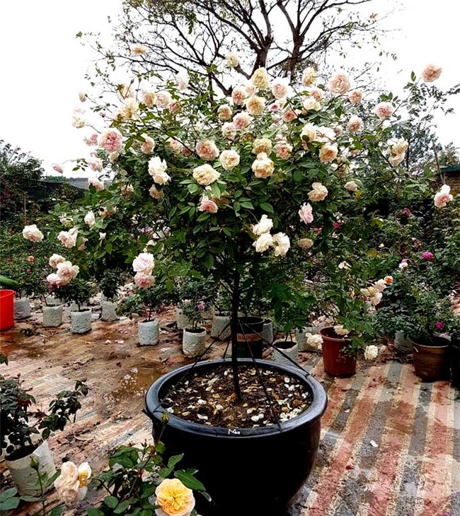 vườn hồng cổ, hoa hồng, vườn hồng đẹp, vườn hồng, tree rose