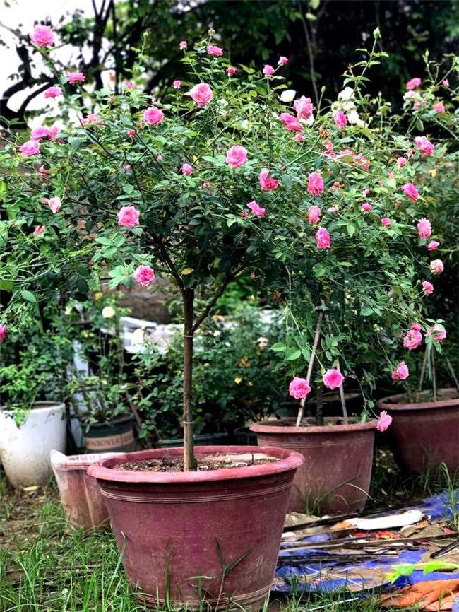 vườn hồng cổ, hoa hồng, vườn hồng đẹp, vườn hồng, tree rose