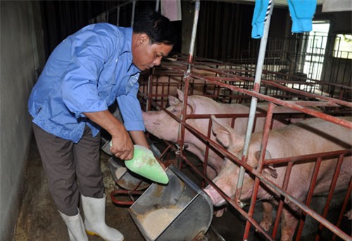 nông dân, tỷ phú nông dân, nông nghiệp việt nam, nông dân làm giàu