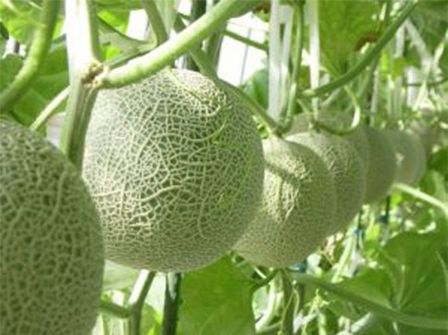 dưa lưới, hoa quả nhập ngoại, đặc sản nhà giàu