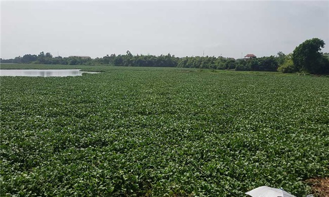 bèo tây, món ăn đặc sản, rau dại, Nhật Bản, thức ăn chăn nuôi