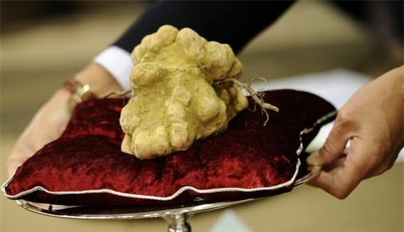 Cận cảnh khối nấm trắng được ví như “kim cương” trong ngành thực phẩm