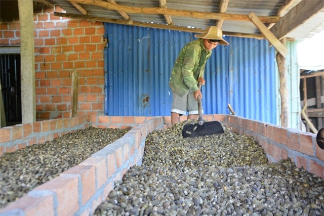 Nhiều chủ lò sấy ngậm quả đắng vì thị trường Trung Quốc dừng thu mua cau non.