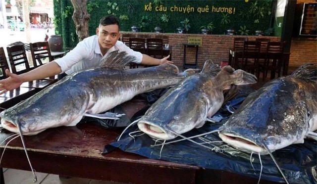 cá lăng, cá khủng, thủy quái