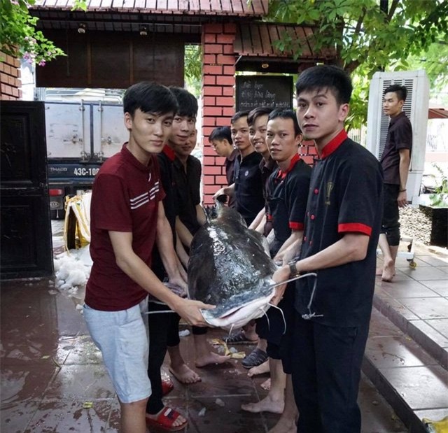 cá lăng, cá khủng, thủy quái