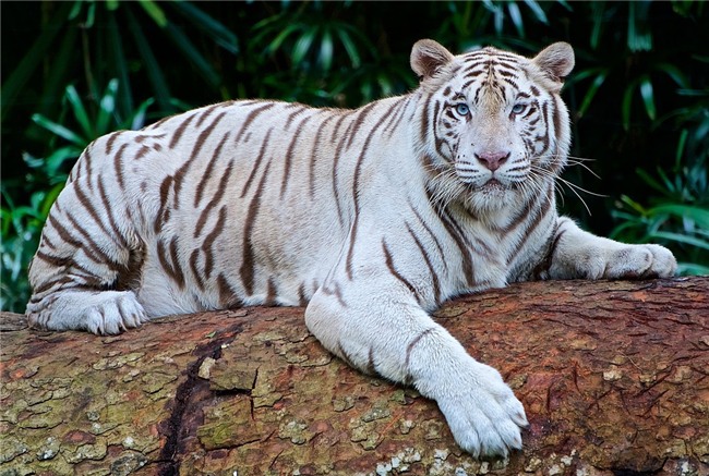 Hổ trắng quý hiếm vồ chết nhân viên vườn quốc gia - Ảnh 1.