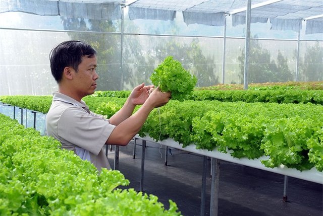 tỷ phú nông dân, nông dân làm giàu, rau sạch