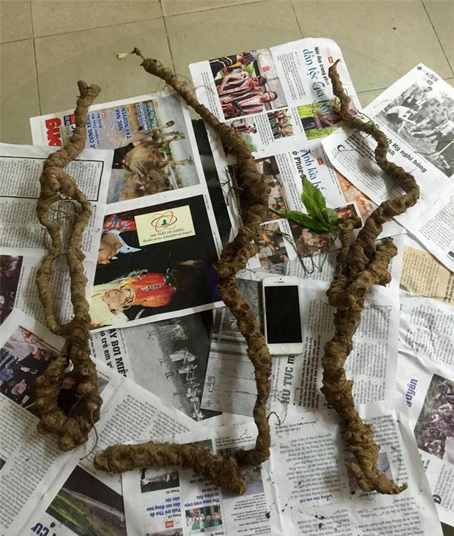 tam thất rừng, tam thất, tam thất việt nam, tam thất hoang