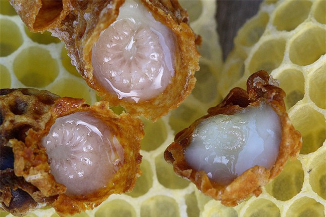 cach dung sua ong chua lam dep da khong he kho nhu ban tuong! - 6