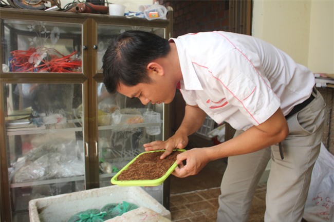 Từ bỏ chiếc ghế PGĐ, 8x về quê nuôi dế gây dựng sự nghiệp riêng - Ảnh 1.