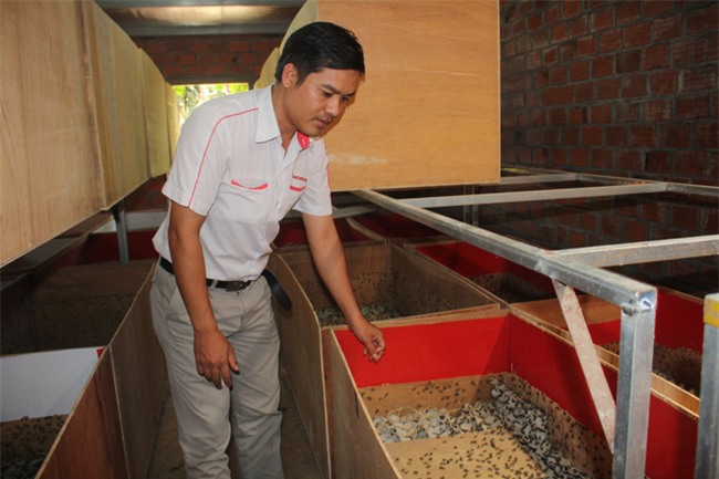 Từ bỏ chiếc ghế PGĐ, 8x về quê nuôi dế gây dựng sự nghiệp riêng - Ảnh 2.