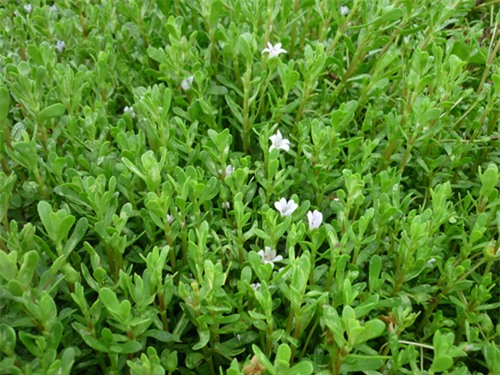 rau rừng, rau dại, rau sạch