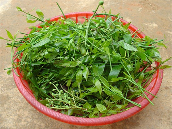 rau rừng, rau dại, rau sạch