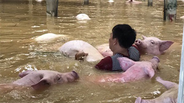 Xót xa nhìn ngàn con lợn chết trắng chuồng trong mưa lụt - 2
