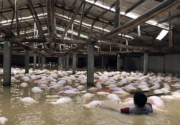 Xót xa nhìn ngàn con lợn chết trắng chuồng trong mưa lụt - 3
