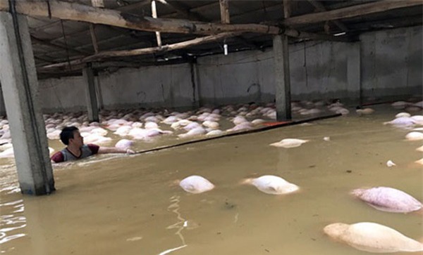 Xót xa nhìn ngàn con lợn chết trắng chuồng trong mưa lụt - 4