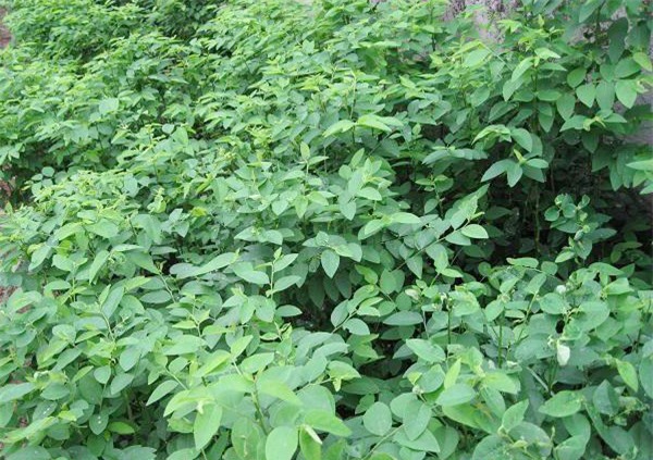 Những loại rau đắt hơn thịt được nhiều người tìm mua - Ảnh 1.
