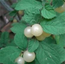 loai cherry la giong het ngoc trai, gia chi hon 200 nghin/kg - 1